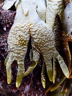 Fucus gardneri Seaweed Sep 2014.
Habitat:
Common, upper mid-intertidal zone, protected outer coast. Tidal pools next to Morro Rock, Morro Bay, CA.         Fall,Fucus gardneri,Geotagged,Hesperophycus californicus,Olive Rockweed,United States