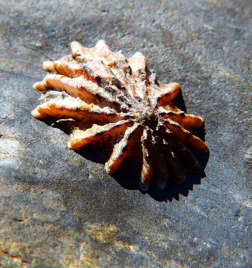 Rough Limpet Sep2014.<br />
Abundant on horizontal rock surfaces on both exposed and protected coastlines. It homes at low tide to a specific site where the contours of its shell match the rock surface. Tidal pool shoreline next to Hwy 1, CA.       Fall,Geotagged,Lottia scabra,United States