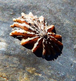 Rough Limpet Sep2014.
Abundant on horizontal rock surfaces on both exposed and protected coastlines. It homes at low tide to a specific site where the contours of its shell match the rock surface. Tidal pool shoreline next to Hwy 1, CA.       Fall,Geotagged,Lottia scabra,United States