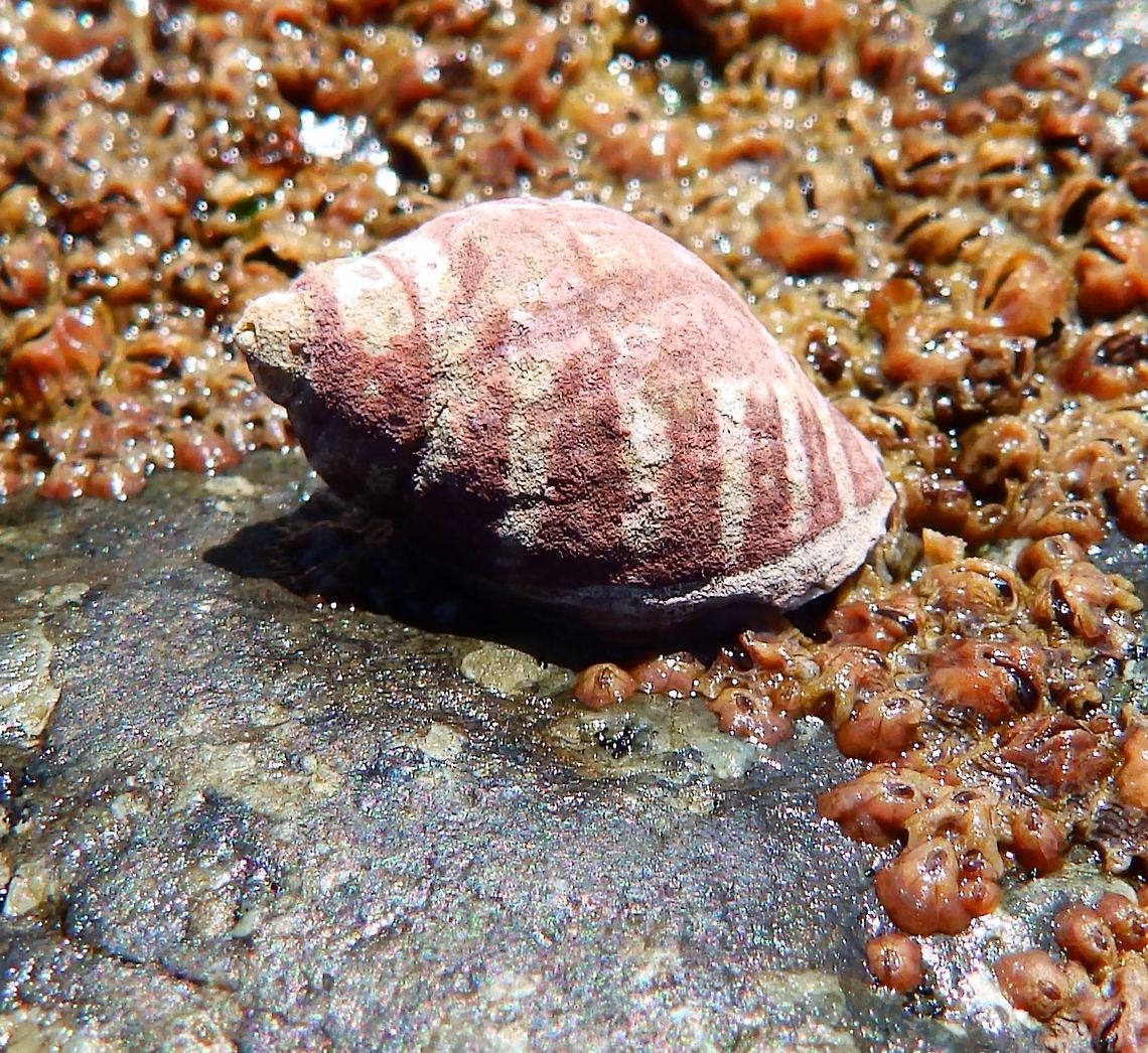 Emarginate dog winkle Tidal pools, rocky shoreline next to cliffs in Hwy 1, CA.<br />
<br />
 Fall,Geotagged,Nucella emarginata,United States