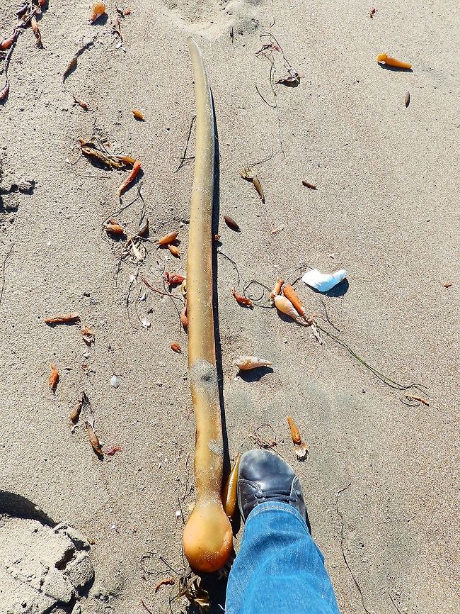 "Mermaid's bladder" Kelp Sep 2014.<br />
It grows on rock from the low intertidal to subtidal; it prefers semi-exposed habitats or high current areas.These were washed ashore in a beach near Piedras Blancas, CA. Fall,Geotagged,Nereocystis luetkeana,United States