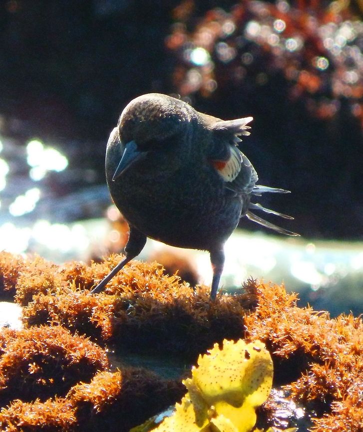 Tricolor Blackbird Sep 2014.<br />
Tidepools in a rocky shore next to cliffs in Hwy 1, CA.<br />
<br />
     Agelaius tricolor,Fall,Geotagged,Tricolored blackbird,United States