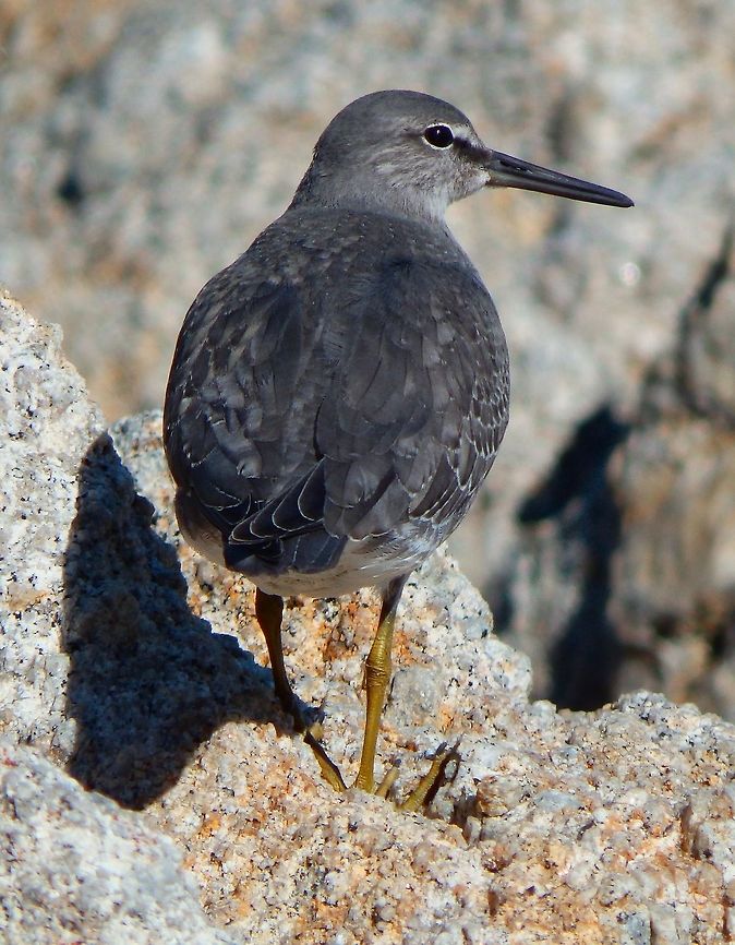 Wandering Tattler Sep 2014.<br />
Monterey piers.     Fall,Geotagged,Tringa incana,United States,Wandering tattler