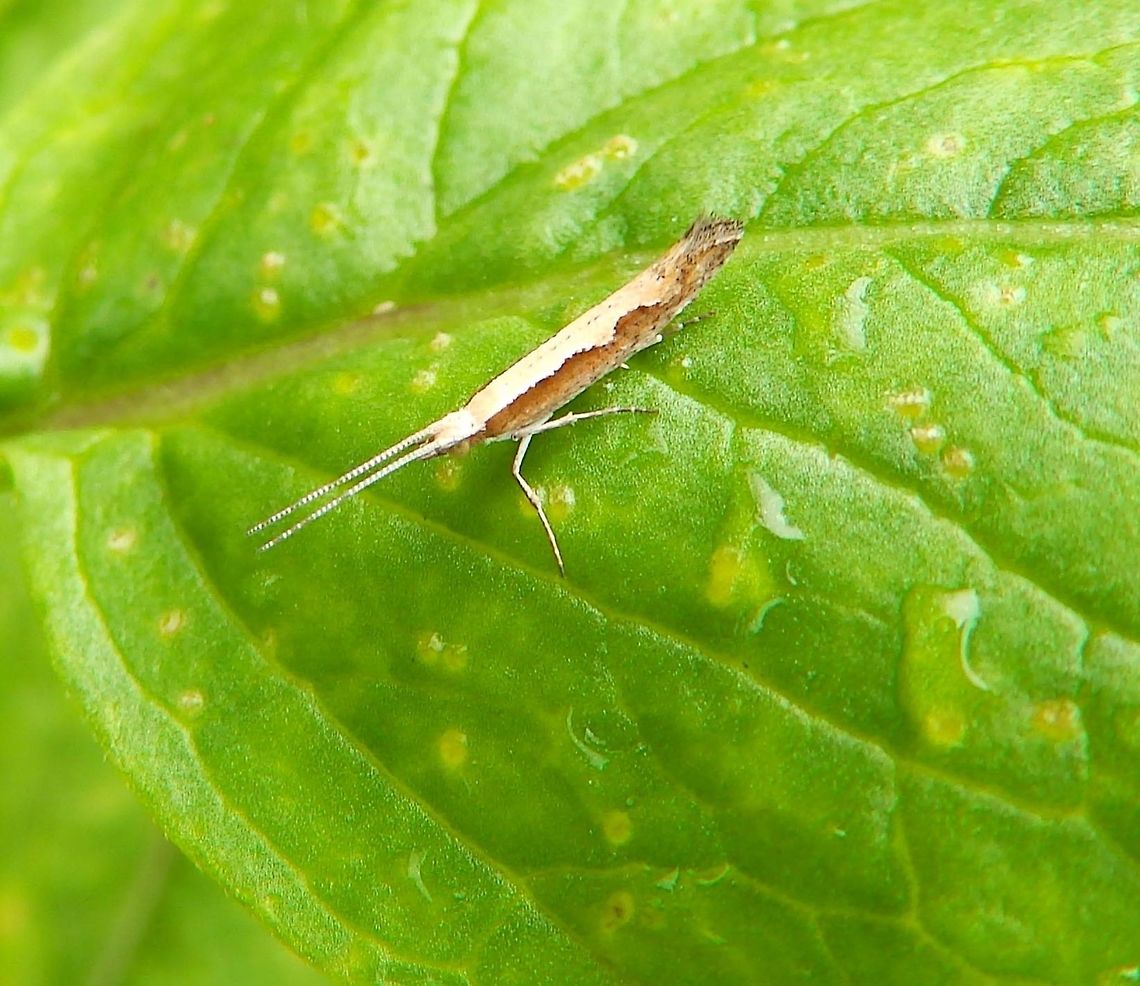 Diamondback Moth Sep 2014.<br />
Plants, in path next to rocky shore. Pacific Grove, CA.          Diamondback moth,Fall,Geotagged,Plutella xylostella,United States