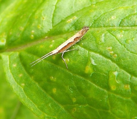 Diamondback Moth Sep 2014.
Plants, in path next to rocky shore. Pacific Grove, CA.          Diamondback moth,Fall,Geotagged,Plutella xylostella,United States