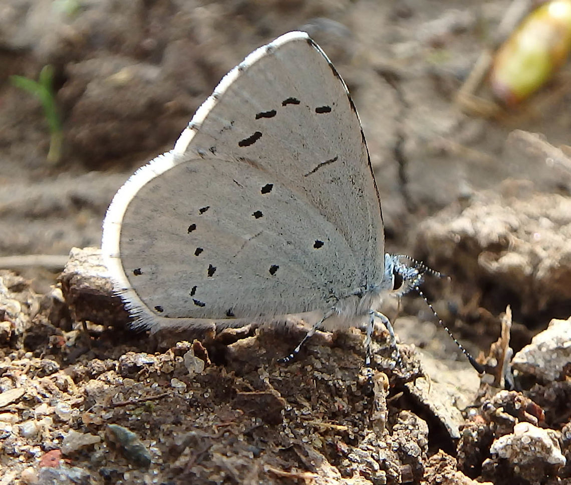 Holly Blue Doode Bemde, Belgium. April 2, 2017. Belgium,Celastrina argiolus,Geotagged,Holly Blue,Spring