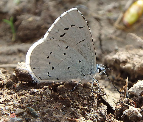 Holly Blue Doode Bemde, Belgium. April 2, 2017. Belgium,Celastrina argiolus,Geotagged,Holly Blue,Spring