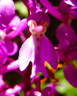 Early Purple Orchid Viroinval, Belgium. May 26, 2017. Belgium,Geotagged,Orchis mascula,Spring