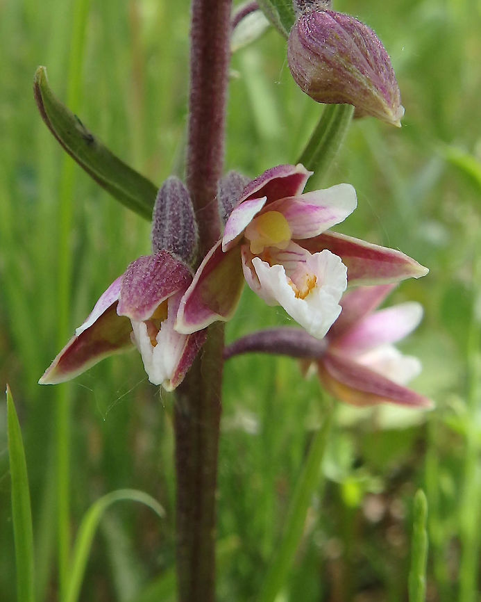 Marsh helleborine Orveytbos, Belgium. June 4, 2017. Belgium,Epipactis palustris,Geotagged,Marsh Helleborine,Spring