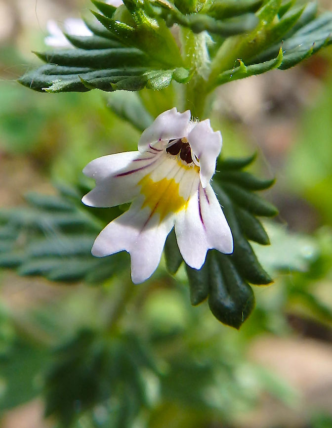 Drug eyebright Orveytbos, Belgium. June 4, 2017. Belgium,Euphrasia stricta,Euphrasia stricta Kunth,Geotagged,Spring