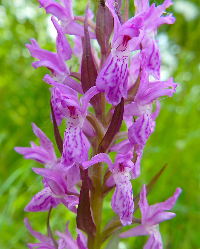 Early Marsh Orchid Orveytbos, Belgium. Names provided by expert guide from Natuurpunt-Zwevegem. June 4. 2017. Belgium,Dactylorhiza incarnata,Early marsh-orchid,Geotagged,Spring