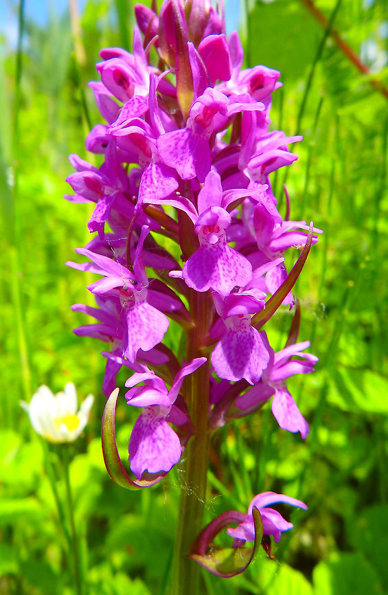 Leopard Marsh Orchid Orveytbos, Belgium. Names provided by expert guide from Natuurpunt-Zwevegem. June 4. 2017. Belgium,Dactylorhiza praetermissa,Geotagged,Spring,leopard marsh orchid