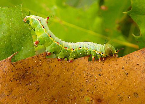 The Coxcomb prominent (caterpillar) Meerdaelbos, Oud-Heverlee, Belgium. Oct 1, 2016. Belgium,Coxcomb Prominent,Fall,Geotagged,Ptilodon capucina