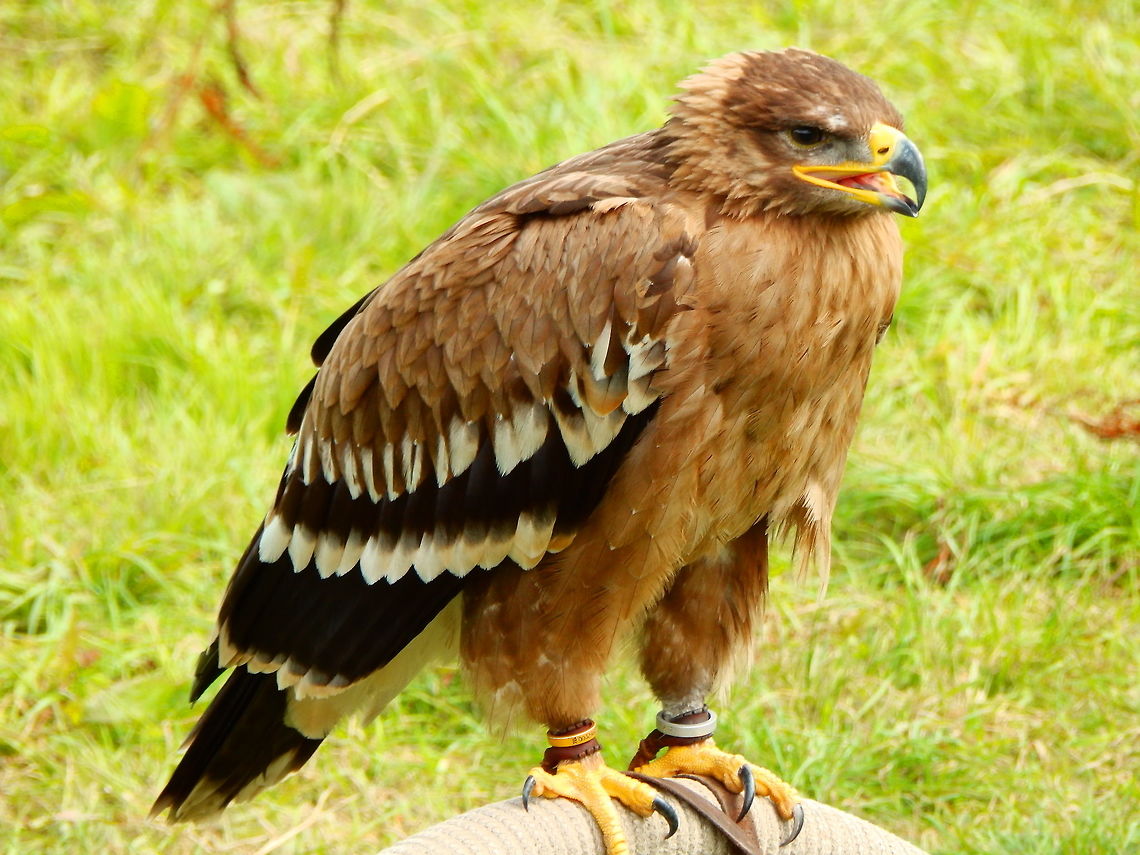 Steppe Eagle Part of a raptor flight exhibit, Belgium. Aquila nipalensis,steppe eagle