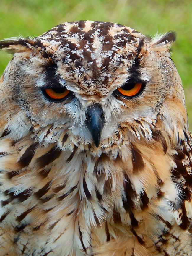 Eurasian Eagle Owl A large owl with distinctive ear tufts and upper parts that are mottled with darker blackish and tawny speckles. The wings and tail are barred. The underparts are a variably hued buff, streaked with darker shades. The facial disc is poorly developed and the orange eyes are distinctive.<br />
Habitat:<br />
Falconry/raptor flight exhibit. Ooidonk, Belgium. Bubo bubo,Eurasian eagle-owl