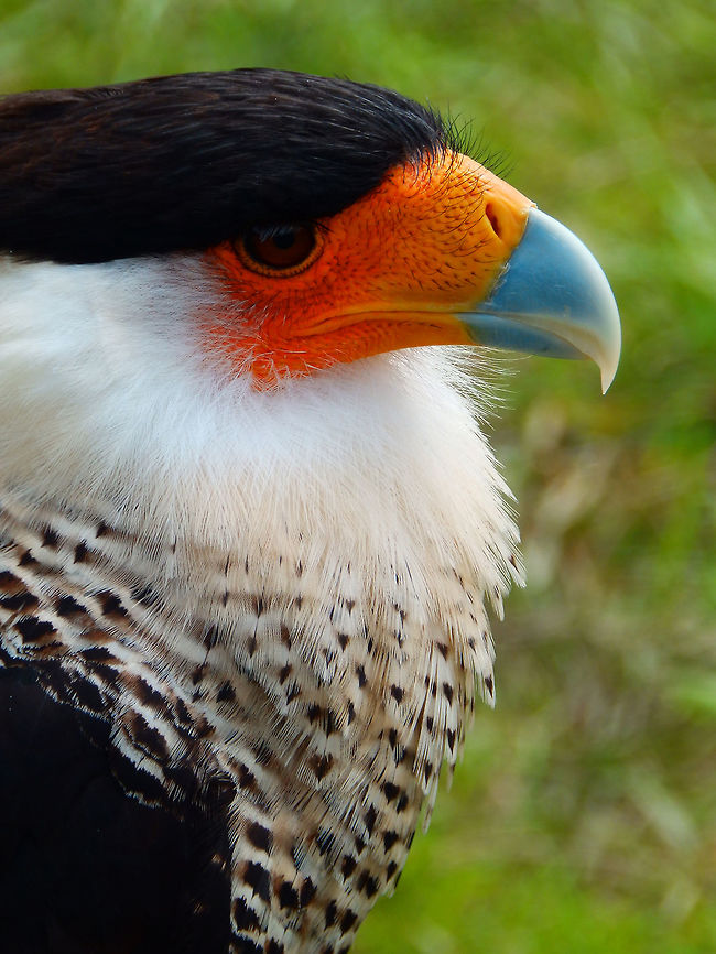 Northern crested caracara Broad-winged and long-tailed, it also has long legs and frequently walks and runs on the ground. It is very cross-shaped in flight. The adult has a black body, wings, crest and crown. The neck, rump, and conspicuous wing patches are white, and the tail is white with black barring and a broad terminal band. The breast is white, finely barred with black. The bill is thick, grey and hooked, and the legs are yellow. The cere and facial skin are deep yellow to orange-red depending on age and mood.<br />
Habitat:<br />
Actually from Central America. I have later seen a specimen eating a roadkill carcass in Bonaire but could not make apicture of it. This one here is part of raptor flight exhibit held in Belgium. Caracara cheriway,Northern Caracara