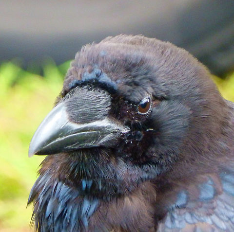 Common raven Falconry/raptor flight exhibit. Ooidonk, Belgium. Common Raven,Corvus corax