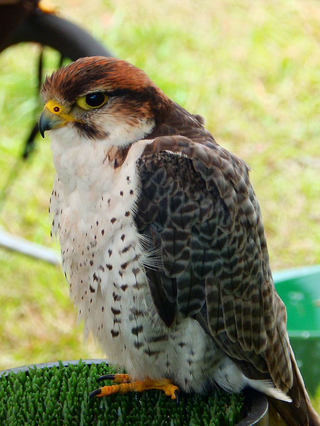 Lanner Falcon Found in Africa and Europe. The European has slate grey or brown-grey upperparts whereas most African subspecies are a paler blue grey above. The breast is streaked in northern birds, resembling greyish saker falcons, but the lanner has a reddish back to the head. Sexes are similar, but the browner young birds resemble saker falcons even more. However, sakers have a lighter top of the head and less clear head-side patterns. The lanner's call is a harsh "wray-e".<br />
Habitat:<br />
Part of falconry/raptor flight exhibit. Ooidonk, Belgium.<br />
<br />
Falco biarmicus,Lanner falcon