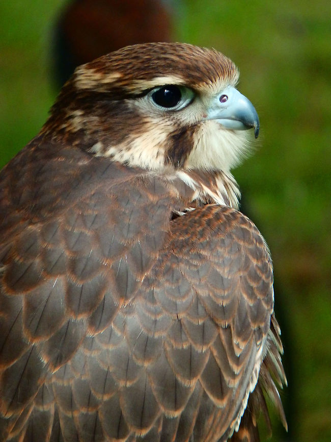 Peregrine Falcon A large, crow-sized falcon, it has a blue-grey back, barred white underparts, and a black head. As is typical of bird-eating raptors, peregrine falcons are sexually dimorphic, with females being considerably larger than males. This is an immature bird, much browner than the adults, with streaked underparts and a pale bluish cere and orbital ring.<br />
Habitat:<br />
Falconry/raptor flight exhibit. Ooidonk, Belgium. Falco peregrinus,Peregrine Falcon