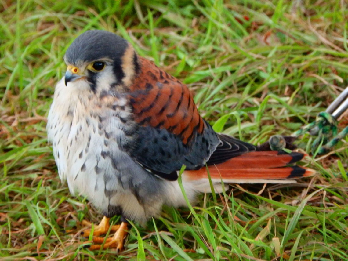 American Kestrel <br />
Spotting Image 1<br />
<br />
    Favorite<br />
    Flag<br />
<br />
Description:<br />
<br />
It is the smallest and most common falcon in North America. It varies in size from about the weight of a blue jay to a mourning dove. It was the smallest and most active bird in the exhibit, often displaying calls and very eager to fly.<br />
Habitat:<br />
Falconry/raptor flight exhibit. Ooidonk, Belgium. American Kestrel,Falco biarmicus,Falco sparverius,Lanner falcon