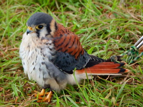 American Kestrel 
Spotting Image 1

    Favorite
    Flag

Description:

It is the smallest and most common falcon in North America. It varies in size from about the weight of a blue jay to a mourning dove. It was the smallest and most active bird in the exhibit, often displaying calls and very eager to fly.
Habitat:
Falconry/raptor flight exhibit. Ooidonk, Belgium. American Kestrel,Falco biarmicus,Falco sparverius,Lanner falcon