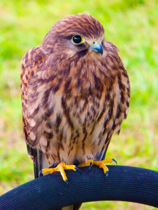 Common Kestrel Their plumage is mainly light chestnut brown with blackish spots on the upperside and buff with narrow blackish streaks on the underside; the remiges are also blackish. Unlike most raptors, they display sexual colour dimorphism with the male having fewer black spots and streaks, as well as a blue-grey cap and tail. The tail is brown with black bars in females, and has a black tip with a narrow white rim in both sexes.<br />
Habitat:<br />
Falconry/raptor flight exhibit. Ooidonk, Belgium. Common Kestrel,Falco tinnunculus