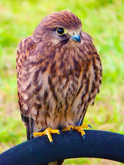 Common Kestrel Their plumage is mainly light chestnut brown with blackish spots on the upperside and buff with narrow blackish streaks on the underside; the remiges are also blackish. Unlike most raptors, they display sexual colour dimorphism with the male having fewer black spots and streaks, as well as a blue-grey cap and tail. The tail is brown with black bars in females, and has a black tip with a narrow white rim in both sexes.
Habitat:
Falconry/raptor flight exhibit. Ooidonk, Belgium. Common Kestrel,Falco tinnunculus