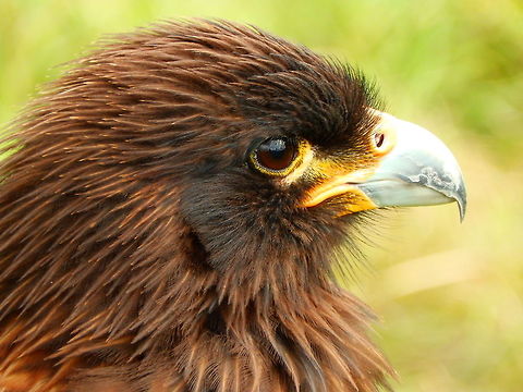 Golden Eagle Falconry/raptor flight exhibit. Ooidonk, Belgium. Aquila chrysaetos,Golden Eagle