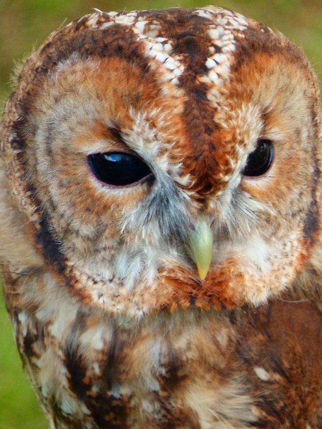 Tawny Owl It is a stocky, medium-sized owl. Its underparts are pale with dark streaks, and the upper parts are either brown or grey. The nest is typically in a tree hole where it can protect its eggs and young against potential predators. This owl is non-migratory and highly territorial. Many young birds starve if they cannot find a vacant territory once parental care ceases. This nocturnal bird of prey hunts mainly rodents, usually by dropping from a perch to seize its prey, which it swallows whole; in more urban areas its diet includes a higher proportion of birds. Vision and hearing adaptations and silent flight aid its night hunting. The tawny owl is capable of catching smaller owls, but is itself vulnerable to the eagle owl or northern goshawk.<br />
Habitat:<br />
Commonly found in woodlands across much of Eurasia. Falconry/raptor flight exhibit. Ooidonk, Belgium.<br />
<br />
 Strix aluco,Tawny  Owl