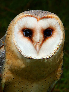 Barn Owl The barn owl is a medium-sized, pale-coloured owl with long wings and a short tail. There is considerable size variation, measuring about 33 to 39 cm in overall length. The pale face with its heart shape and black eyes give the flying bird a distinctive appearance, like a flat mask with oversized, oblique black eye-slits, the ridge of feathers above the beak somewhat resembling a nose. Like most owls, the barn owl is nocturnal, relying on its acute sense of hearing when hunting in complete darkness. It often becomes active shortly before dusk and can sometimes be seen during the day when relocating from one roosting site to another.
Habitat:
Falconry/raptor flight exhibit. Ooidonk, Belgium. Barn owl,Tyto alba