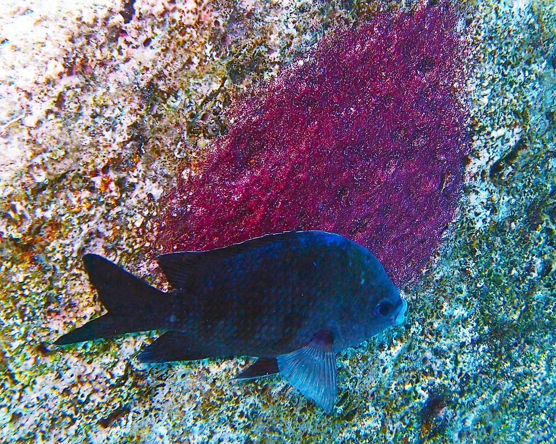 Sergeant major Sep 10, 2017. Can reach 29 cm in length. This fish is white with a yellow top. It has 5 vertical stripes which are black (last pic). A faint sixth stripe might be present on the caudal peduncle. However, adult males adopt a bluish ground color when guarding eggs, as in this spotting (the eggs are the purple patch in the rock).<br />
Habitat:<br />
Buddy&#039;s Reef, Bonaire. Abudefduf saxatilis,Caribbean Netherlands,Geotagged,Sergeant Major,Summer