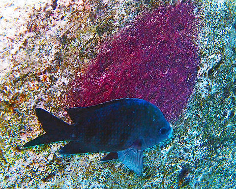 Sergeant major Sep 10, 2017. Can reach 29 cm in length. This fish is white with a yellow top. It has 5 vertical stripes which are black (last pic). A faint sixth stripe might be present on the caudal peduncle. However, adult males adopt a bluish ground color when guarding eggs, as in this spotting (the eggs are the purple patch in the rock).
Habitat:
Buddy's Reef, Bonaire. Abudefduf saxatilis,Caribbean Netherlands,Geotagged,Sergeant Major,Summer