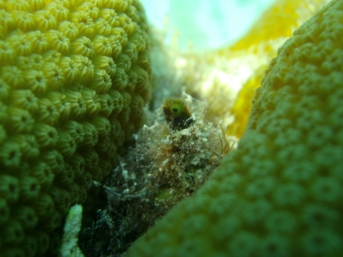 Medusa/Secretary Blenny Sep 11, 2017. Seen in the dive site La Machaca, Bonaire.<br />
It can reach 4 cm in length. These blennies live in empty holes made by tube worms in the coral. They are armed with spines in their heads that have inspired their name "medusa". Acanthemblemaria medusa,Caribbean Netherlands,Geotagged,Summer