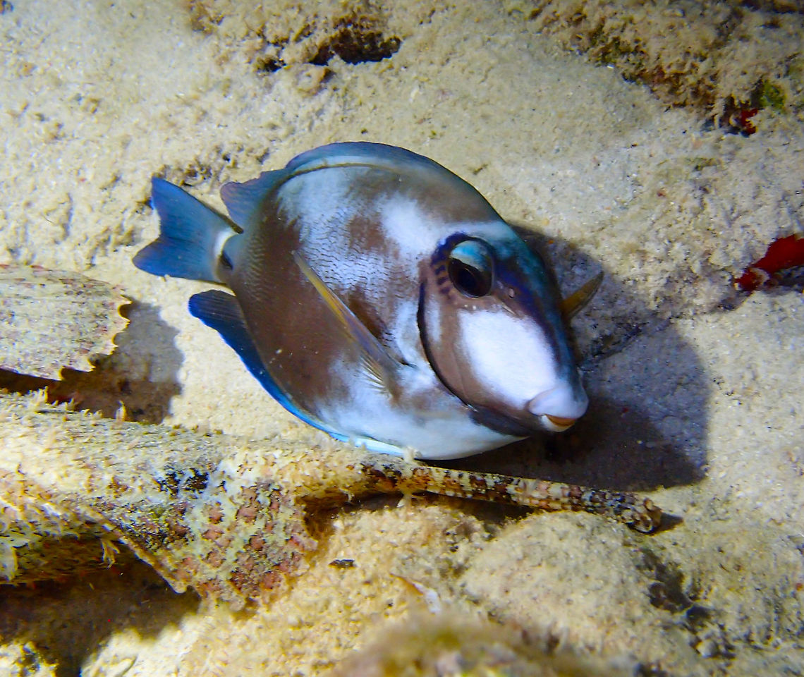 Ocean Surgeonfish Sep 13, 2017. Seen during a night dive in Bari Reef, Bonaire. He was resting right next to a scorpionfish which I post right after.<br />
These fishes are mainly blue but may have some dark blotches, such as this one. The name surgeon is because of the scalpel-like sharp spines on each side of their tail base. Acanthurus bahianus,Caribbean Netherlands,Geotagged,Ocean surgeon,Summer