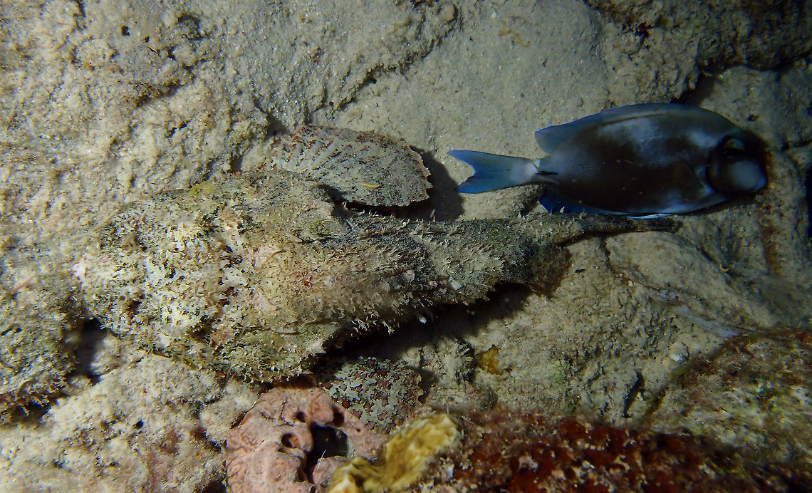 Spotted Scorpionfish Sep 13, 2017. Seen during a night dive in Bari Reef. Notice that the surgeonfish finds the proximity of the scorpionfish a safe place to rest. No kidding as scorpionfishes bear venomous spines in their bodies so not many predators dare to hunt them. Caribbean Netherlands,Geotagged,Scorpaena plumieri,Spotted scorpionfish,Summer