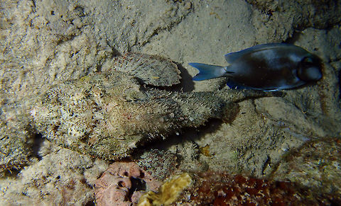 Spotted Scorpionfish Sep 13, 2017. Seen during a night dive in Bari Reef. Notice that the surgeonfish finds the proximity of the scorpionfish a safe place to rest. No kidding as scorpionfishes bear venomous spines in their bodies so not many predators dare to hunt them. Caribbean Netherlands,Geotagged,Scorpaena plumieri,Spotted scorpionfish,Summer