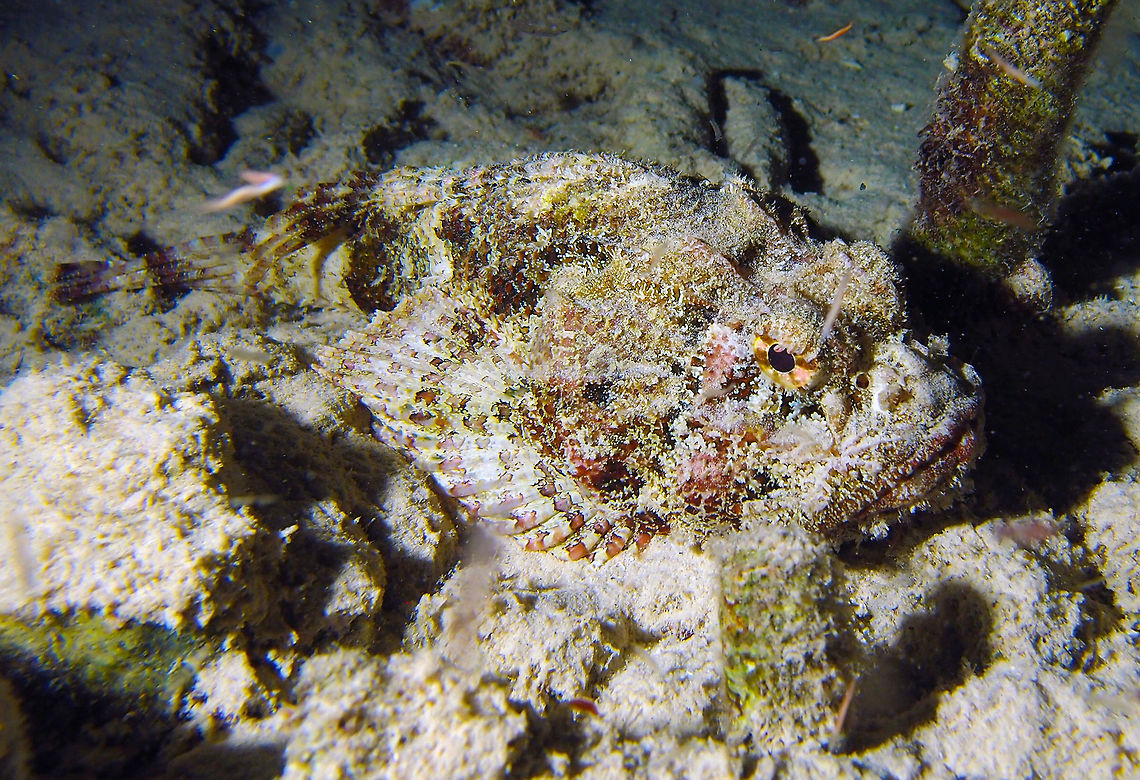 Spotted Scorpionfish Sep 13, 2017. Night dive in Bari Reef, Bonaire.<br />
This is a close up of a more awake, smaller specimen of the same scorpionfish species. Scorpaena plumieri,Spotted scorpionfish