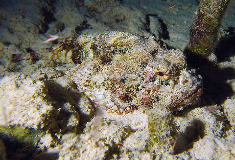 Spotted scorpionfish