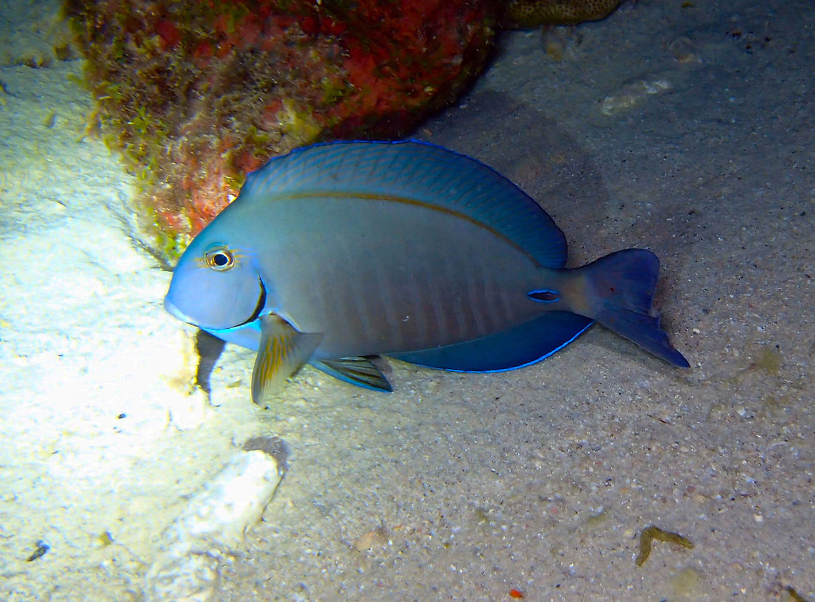 Doctorfish Tang Sep 13, 2017. Night dive in Bari Reef.<br />
During the night these fishes are resting among the corals so is easier to get close ups from them.<br />
You can also notice the scalpel on its side next to the tail, which is used to battle other fishes and predators. Acanthurus chirurgus,Caribbean Netherlands,Doctorfish tang,Geotagged,Summer