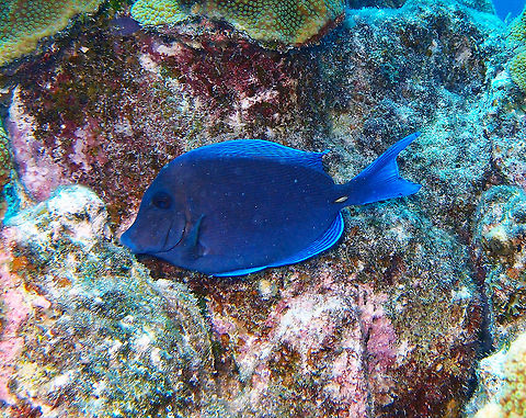 Blue tang Sep 12, 2017. Dive in Angel City, Bonaire.
These are of the same family of surgeonfishes but have the scalpel of caudal spine yellow. The juveniles are yellow and can form schools that act as cleaning stations. Acanthurus coeruleus,Caribbean Netherlands,Geotagged,Summer