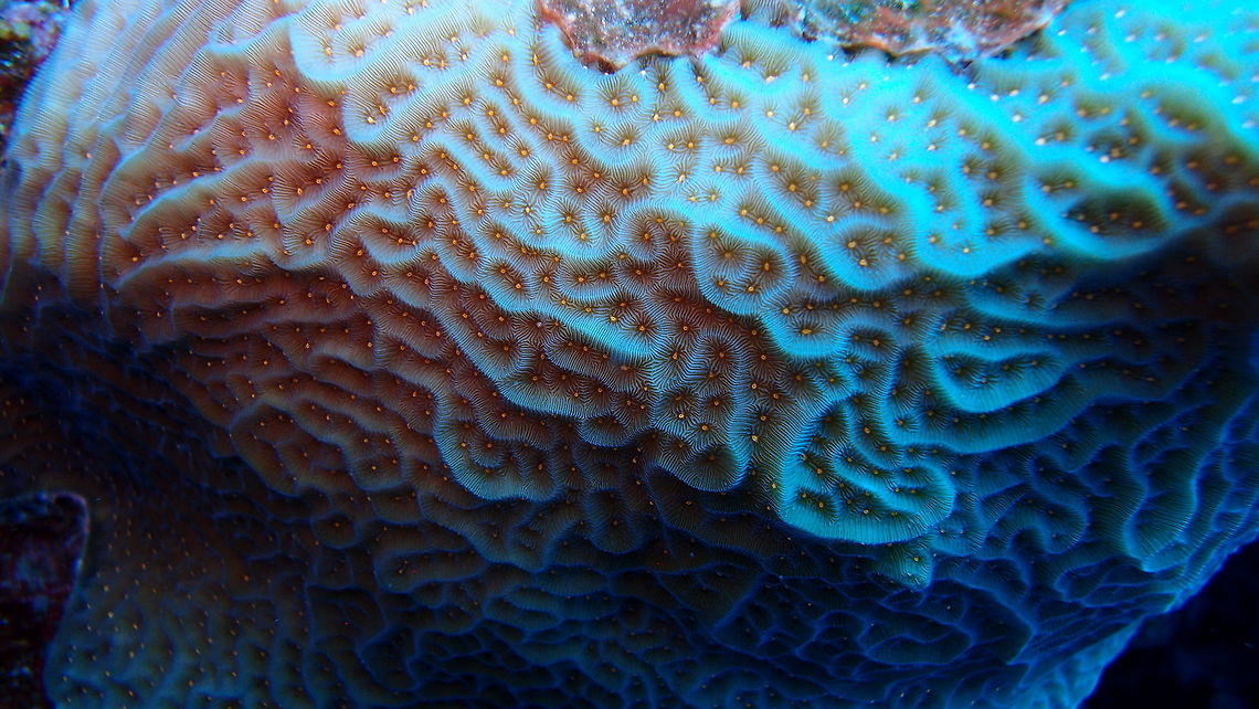 Tan Lettuce-Leaf Coral Sep 12, 2017. Seen in the dive site Alice in Wonderland.<br />
Changed species based on this link:<br />
<a href="http://www.coralsoftheworld.org/species_factsheets/species_factsheet_summary/agaricia-agaricites/" rel="nofollow">http://www.coralsoftheworld.org/species_factsheets/species_factsheet_summary/agaricia-agaricites/</a><br />
 Agaricia agaricites,Caribbean Netherlands,Geotagged,Lettuce-Leaf Coral,Summer