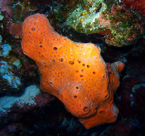 Orange elephant ear sponge Sep 11, 2017. Seen in 1000 Steps dive site and all over Bonaire dive sites. 
 Agelas clathrodes,Caribbean Netherlands,Geotagged,Summer