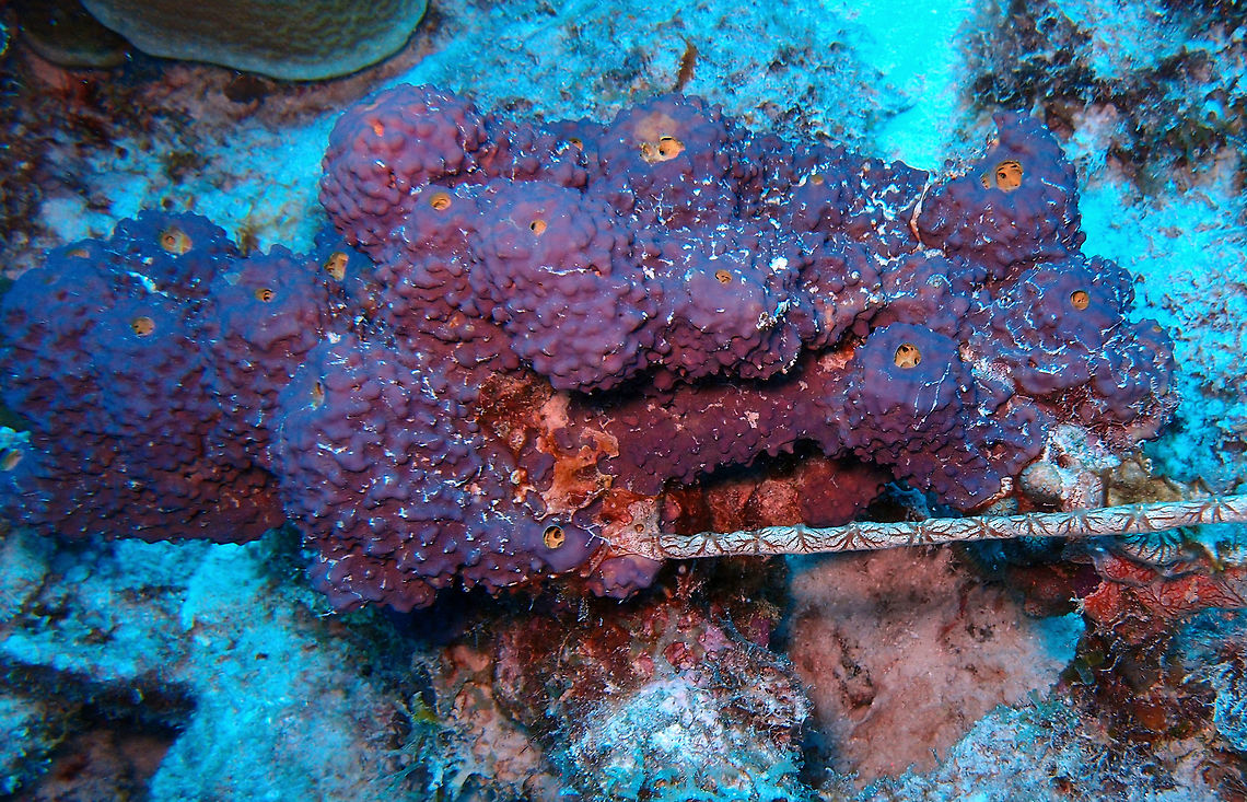 Branching Tube Sponge Seen in different dive sites of Bonaire, this one in Buddy&#039;s Reef on Sep 10, 2017. Aiolochroia crassa,Branching Tube Sponge,Caribbean Netherlands,Geotagged,Summer
