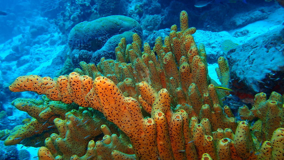 Brown Tube Sponge Seen on Sep 10, 2017 in Buddy&#039;s Reef dive site. They can also be orange but have more ramifications in tubes, compared to the elephant ear sponge. Agelas conifera,Caribbean Netherlands,Geotagged,Summer