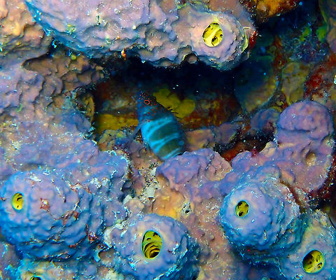 Redspotted hawkfish Sep 14, in the small wreck La Machaca, Bonaire. If you look better among the sponges you can find some hidden beauties like this hawkfish. These fishes like to hide on coral, sponge or rock crevices where they ambush and feed primarily on small crustaceans, particularly copepods, shrimps and shrimp larvae, crabs and crab larvae as well as polychaetes. Amblycirrhitus pinos,Caribbean Netherlands,Geotagged,Summer