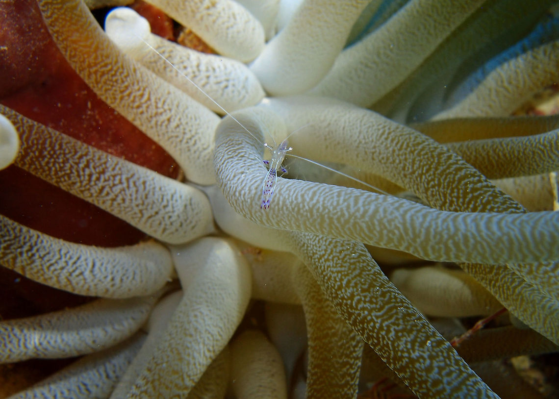 Pederson's shrimp Tori&#039;s Reef, Bonaire on Sep 15, 2017.<br />
Cleaning shrimp that lives among anemone&#039;s tentacles. Ancylomenes pedersoni