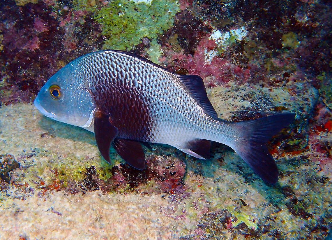 Black margate Sep 14, 2017. Seen under the pier of Buddy&#039;s Dive Resort. Big fish, can reach 76 cm long but is most commonly 45 cm. <br />
Often near the shelter of caves, ledges, or wrecks. Feeds at night on crustaceans, mollusks, smaller fish, and the long-spined urchin, Diadema.  Anisotremus surinamensis,Black margate,Caribbean Netherlands,Geotagged,Summer