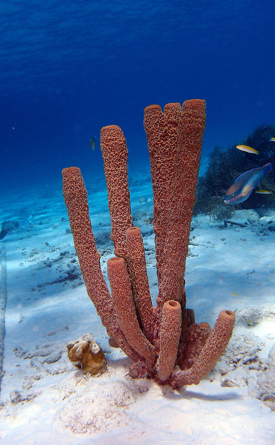 Tube Sponge 14 Sep, 2017. Seen in many places in Bonaire, mostly in pink but these are reddish. Aplysina archeri,Caribbean Netherlands,Geotagged,Summer