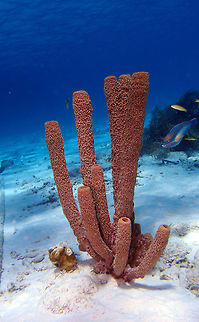 Tube Sponge 14 Sep, 2017. Seen in many places in Bonaire, mostly in pink but these are reddish. Aplysina archeri,Caribbean Netherlands,Geotagged,Summer