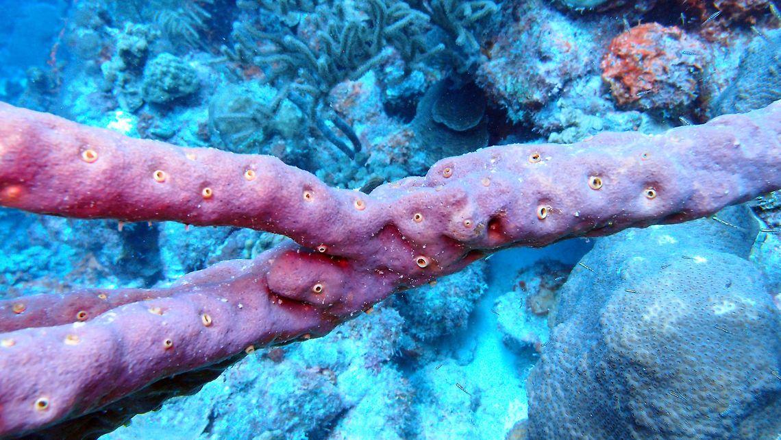 Row pore rope sponge Sep 11, 2017. Seen in the dive site Andrea I in Bonaire. Aplysina cauliformis,Caribbean Netherlands,Geotagged,Row pore rope sponge,Summer